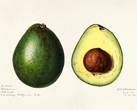 Avocado