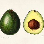 Avocado