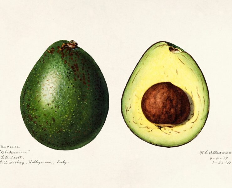 Avocado