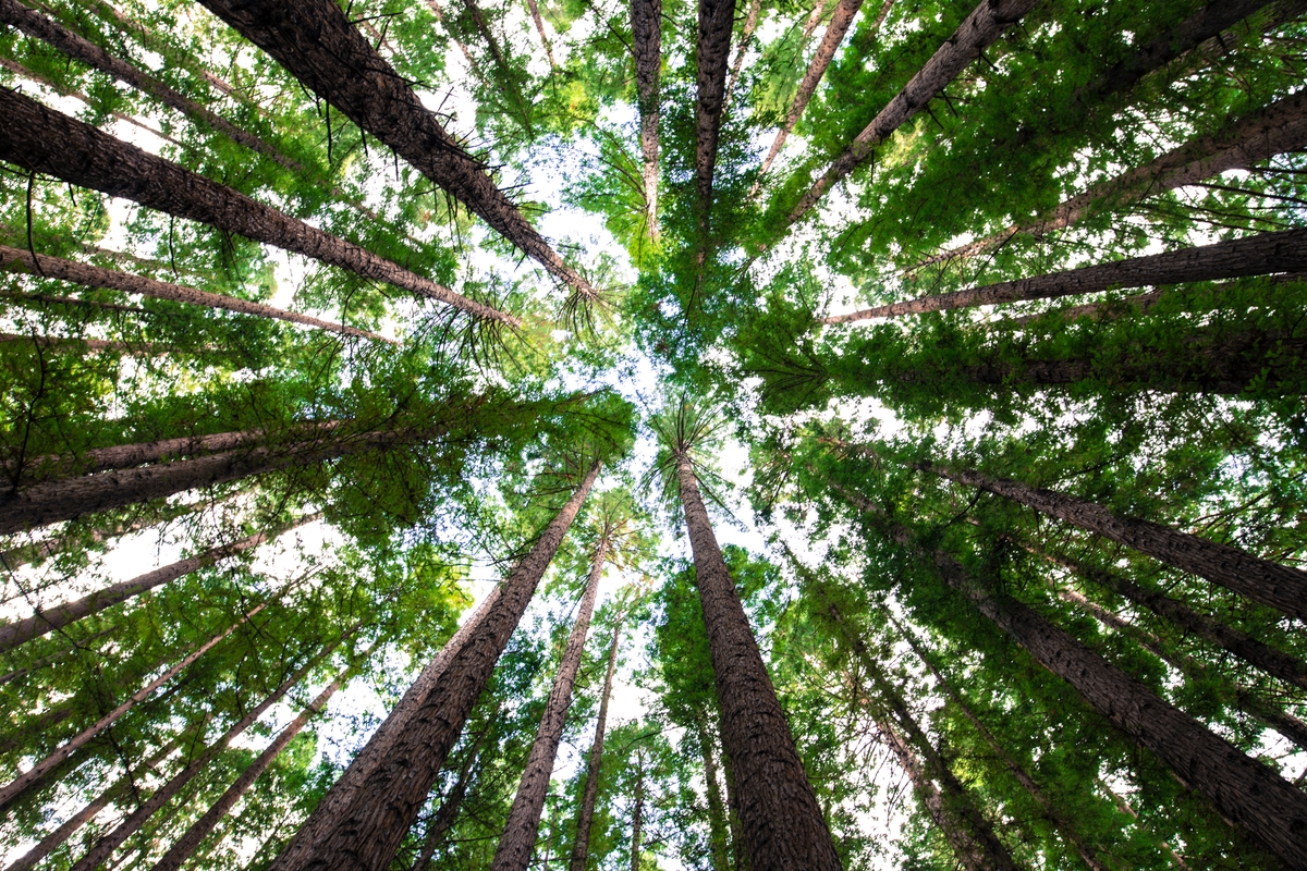 Forest Bathing